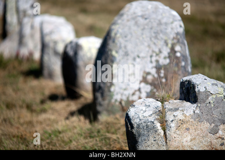 Allineamento megalitico di Menec, città di Carnac, departament del Morbihan, in Bretagna, Francia Foto Stock