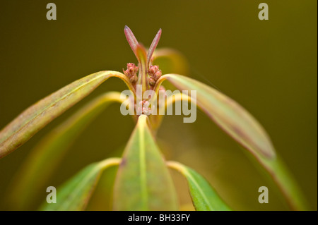 Ovini di alloro (Kalmia angustifolia) Non-deciduo wetland arbusto. Foglie e germogli rinverdire fino a inizio primavera, maggiore Sudbury, Ontario, Canada Foto Stock