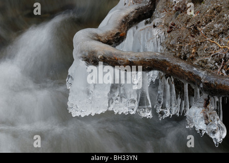 Formazioni di ghiaccio naturale sulle radici della riva del fiume, Galles, Regno Unito. Foto Stock