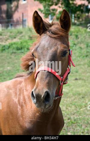 Foto di stock di un castagno yearling a cavallo con il vento nelle sue mane. Foto Stock