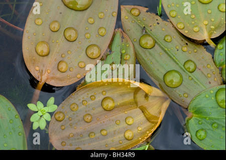 Scudo impermeabile (Brasenia schreberi) gocce di pioggia sulle foglie galleggianti, maggiore Sudbury, Ontario, Canada Foto Stock