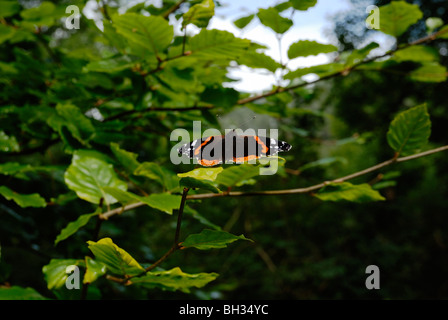 Vanessa atalanta, Red Admiral Butterfly, crogiolarsi al sole, Galles, Regno Unito. Foto Stock