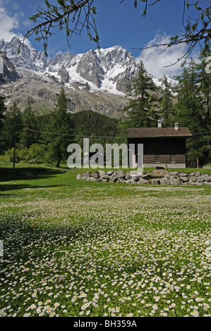 Prato pieno di fiori a margherita e chalet in legno con picchi di Grandes Jorasse visto dalla frazione Entreves Courmayeur Italia Foto Stock