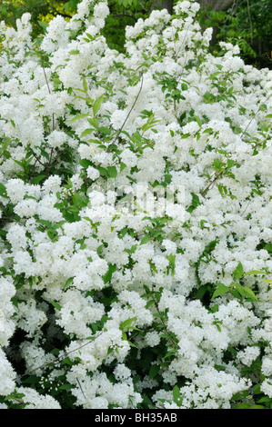 Mongolo (deutzia deutzia parviflora) Foto Stock