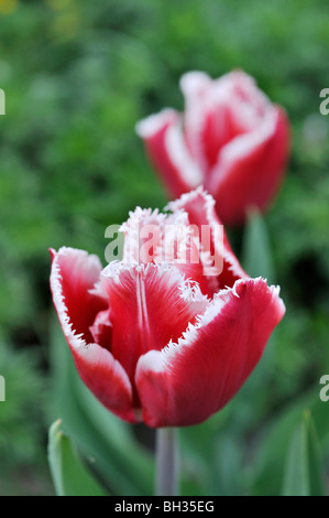 Orlata tulip (tulipa canasta) Foto Stock