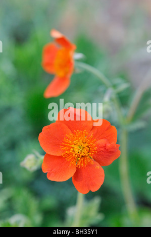 Alpine avens (geum montanum) Foto Stock