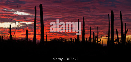 Colorato tramonto nel deserto di Sonora, ad ovest del Saguaro National Park, Tucson, Arizona Foto Stock