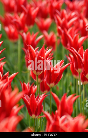 Giglio fiorito (tulip tulipa aladdin) Foto Stock