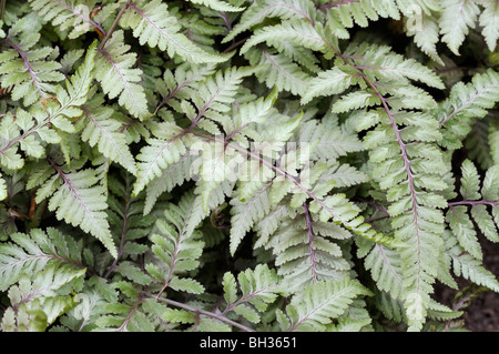 Dipinto giapponese fern (athyrium niponicum 'metallicum') Foto Stock