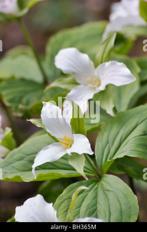 Grande fiore (trillium trillium grandiflorum) Foto Stock