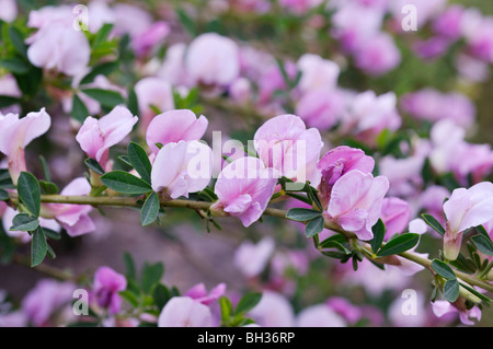 Scopa viola (chamaecytisus purpureus) Foto Stock
