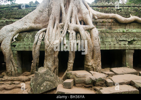 Tempio presi in consegna dalle radici di albero al Ta Phrom complesso tempio di Angkor Wat in Cambogia Foto Stock