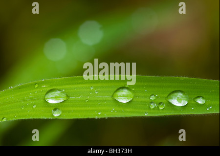 Barbuto shorthusk (Brachyelytrum erectum) gocce di pioggia sull'erba, maggiore Sudbury, Canada Foto Stock