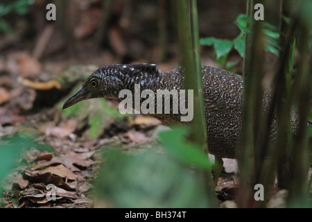 : La malese Nitticora (Gorsachius melanolophus) Foto Stock