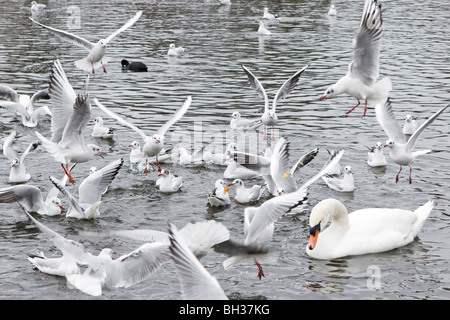 Swan nuoto con i gabbiani su un laghetto Foto Stock