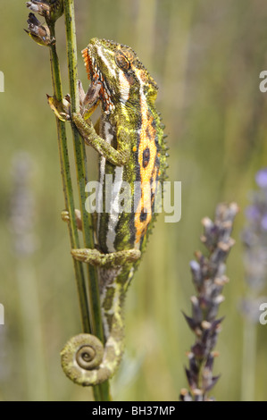 Cape Dwarf Chameleon in piante di lavanda Foto Stock