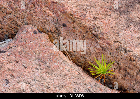 Eastern white pine (Pinus strobus) piantina in granito rosa, Killarney Provincial Park, Ontario, Canada Foto Stock