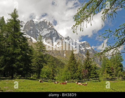 Prato alpino con le mucche e la recinzione con picchi di Grandes Jorasse visto dalla frazione Entreves Courmayeur Italia Foto Stock