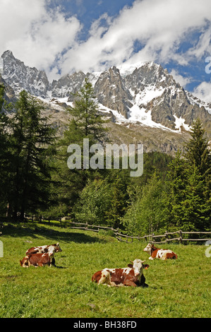 Prato alpino con le mucche e la recinzione con picchi di Grandes Jorasse visto dalla frazione Entreves Courmayeur Italia Foto Stock