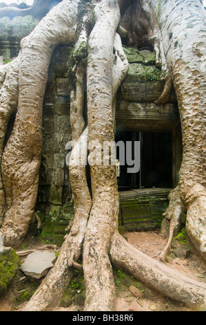 Tempio presi in consegna dalle radici di albero al Ta Phrom complesso tempio di Angkor Wat in Cambogia Foto Stock