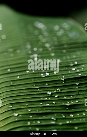 Gocce d'acqua sulla foglia di palma Foto Stock