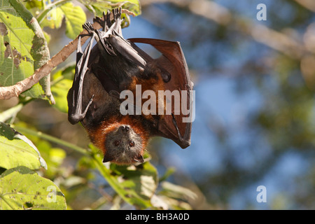 Testa Grigia volpi volanti, Pteropus poliocephalus. Vi è un bambino nascosto sotto il parafango della madre. Foto Stock