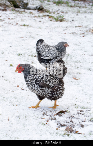 Argento-legare Wyandotte galline (Gallus gallus). Razza di polli domestici. Dopo un inverno di neve caduta. Femmine. Foto Stock