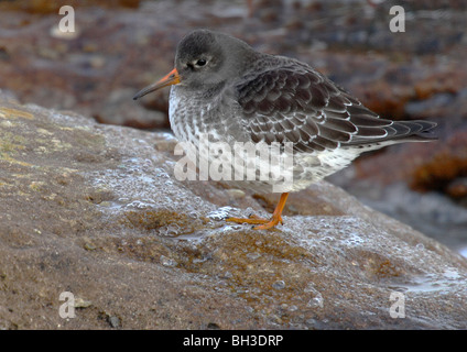 Purple Sandpiper, Calidris maritima in inverno. Moray Firth, Scozia. Foto Stock