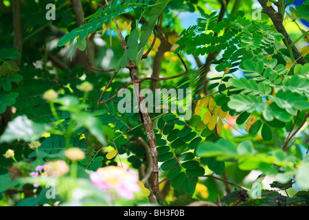 Africa insetto Konda Kouma Stick insetto Togo Foto Stock