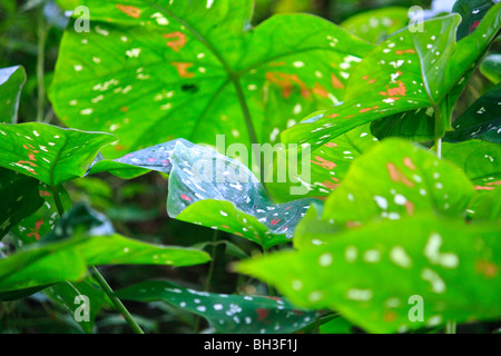 Africa dettaglio Kouma Verde foglie Konda Togo Foto Stock