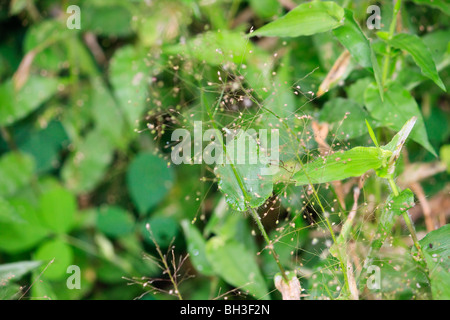 Africa Kouma Konda natura Togo Foto Stock