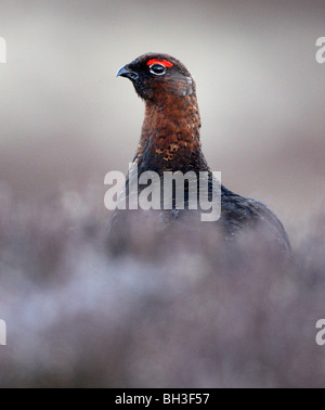 Red Grouse (Lagopus l scoticus) in serata primaverile. Foto Stock