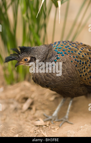 Montagna, della Rothschild o specchio Peacock Fagiano (Polyplectron inopinatum). Malaysia, Penisola Malese. Endemica. Minacciato. Foto Stock