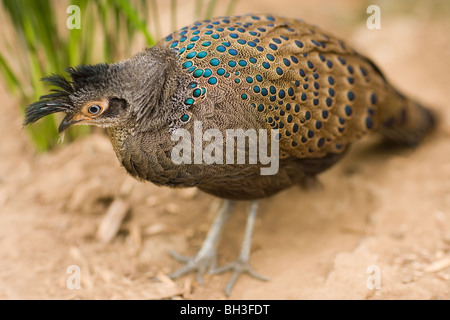 Montagna, della Rothschild o specchio Peacock Fagiano (Polyplectron inopinatum). Malaysia, Penisola Malese. Endemica. Minacciato. Foto Stock