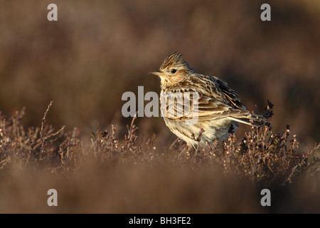 Allodola comune in heather, Alauda arvense, Inverness-shire, Scozia Foto Stock