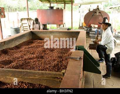 Ecuador. Guayas provincia. Ranch rurale. Trasformazione del cacao. Foto Stock