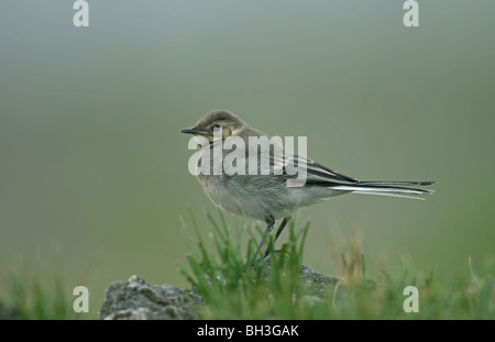 Pied Wagtail capretti Foto Stock