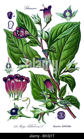 Belladonna, belladonna, vegetali, piante Foto Stock