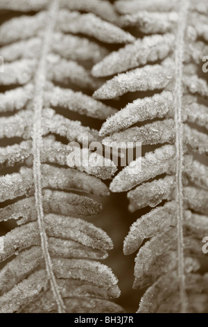 Rime e brina sulle foglie di piante in un giardino. Foto Stock