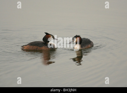 Una coppia di svassi (Podiceps cristatus) nel corteggiamento su una mattina presto. Foto Stock