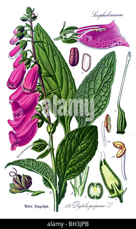 Foxglove comune, Viola Foxglove o guanto Signora, vegetali, piante Foto Stock