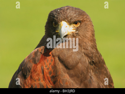 Harris hawk (Parabuteo unicinctus) sul dovere vicino ad un palazzo di uffici a Aberdeen, Scozia. Foto Stock
