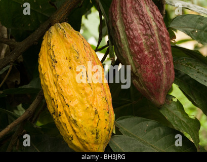 Ecuador. Guayas provincia. Ranch rurale. La coltivazione del cacao. Dado di cacao nella struttura ad albero. Foto Stock