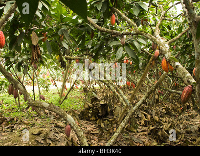 Ecuador. Guayas provincia. Ranch rurale. La coltivazione del cacao. Dado di cacao nella struttura ad albero. Foto Stock