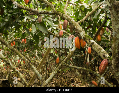 Ecuador. Guayas provincia. Ranch rurale. La coltivazione del cacao. Dado di cacao nella struttura ad albero. Foto Stock