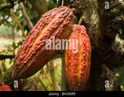 Ecuador. Guayas provincia. Ranch rurale. La coltivazione del cacao. Dado di cacao nella struttura ad albero. Foto Stock