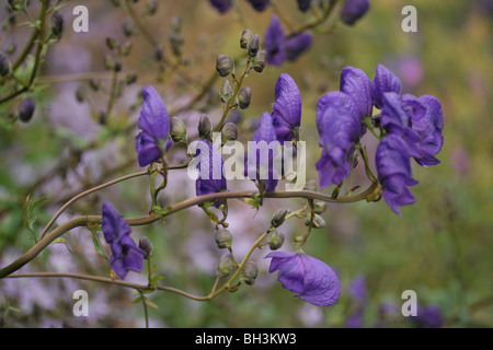 Fiori viola del monaco il cofano (Aconitum napellus) nel giardino del castello di tamburo. Foto Stock