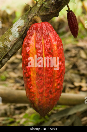 Ecuador. Guayas provincia. Ranch rurale. La coltivazione del cacao. Dado di cacao nella struttura ad albero. Foto Stock