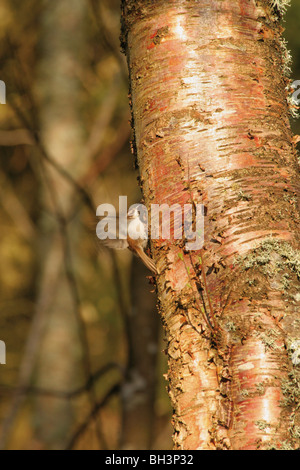 Rampichino alpestre (Certhia familiaris) alimentazione su insetti dal tronco di albero, Aberdeenshire, Scozia. Foto Stock