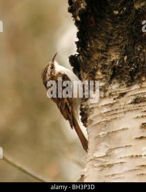 Rampichino alpestre (Certhia familiaris) alimentazione su insetti dal tronco di albero, Aberdeenshire, Scozia. Foto Stock